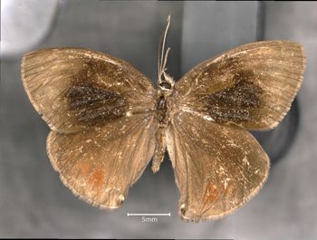 Media type: image;   Entomology 36308 Aspect: habitus dorsal view